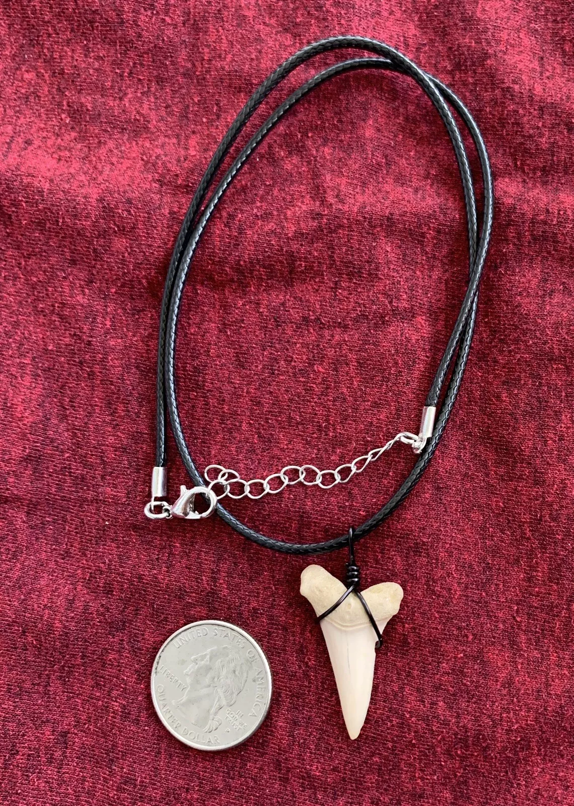 Carcharodon hastalis white shark tooth necklace