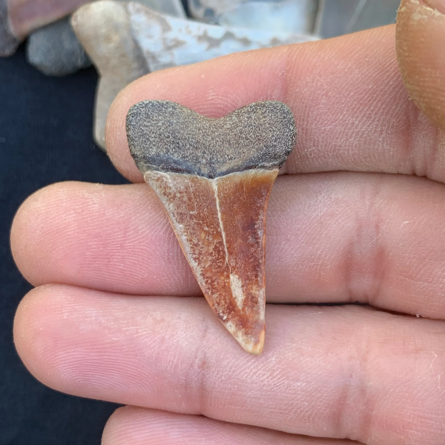 1.4” Carcharodon hastalis - Virginia