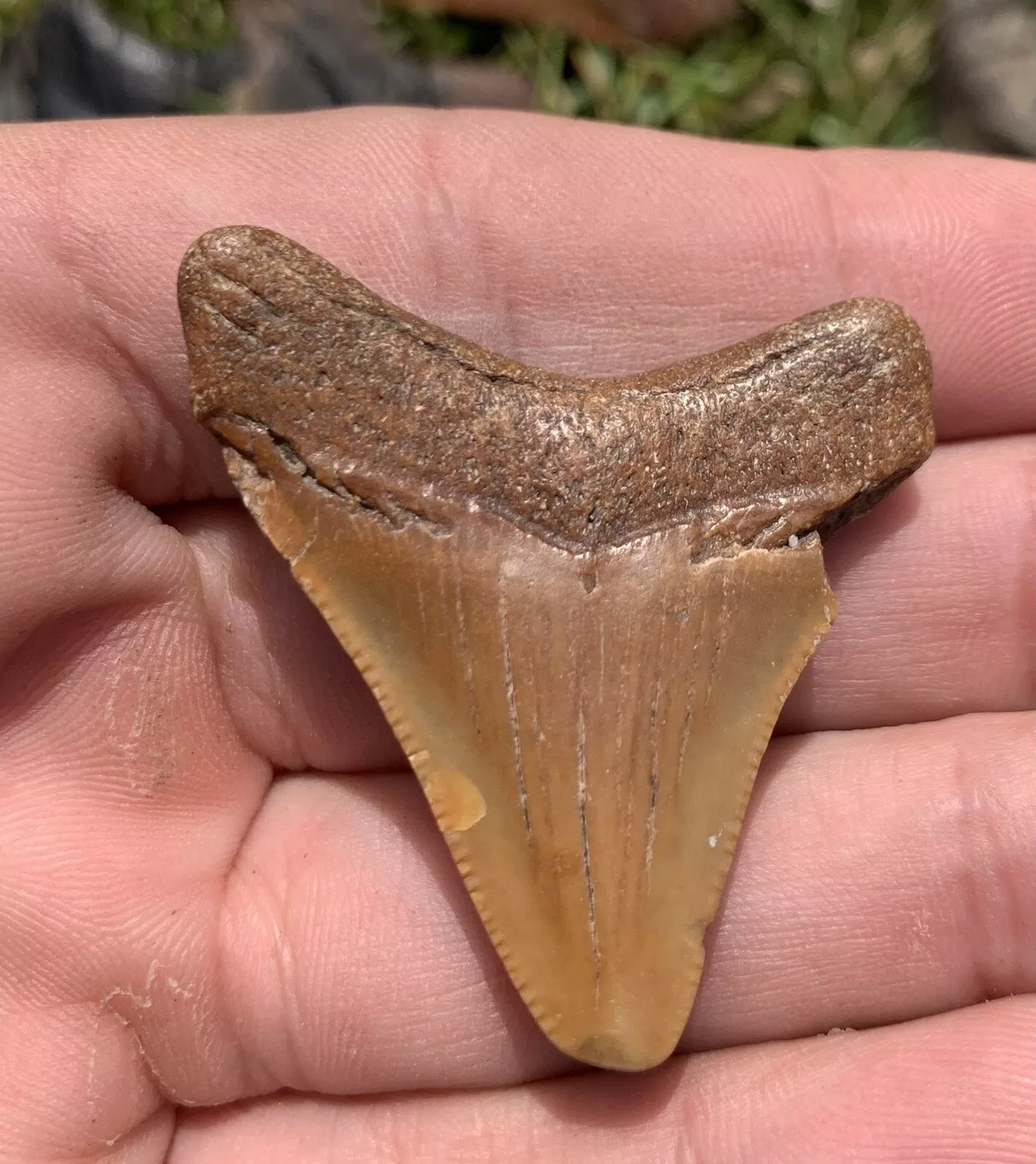1.8” Otodus Megalodon - Virginia