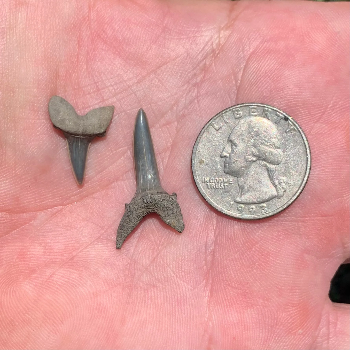 Striatolamia striata - Maryland