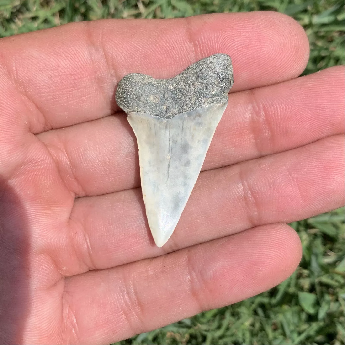 1.7” Carcharodon hastalis - Virginia