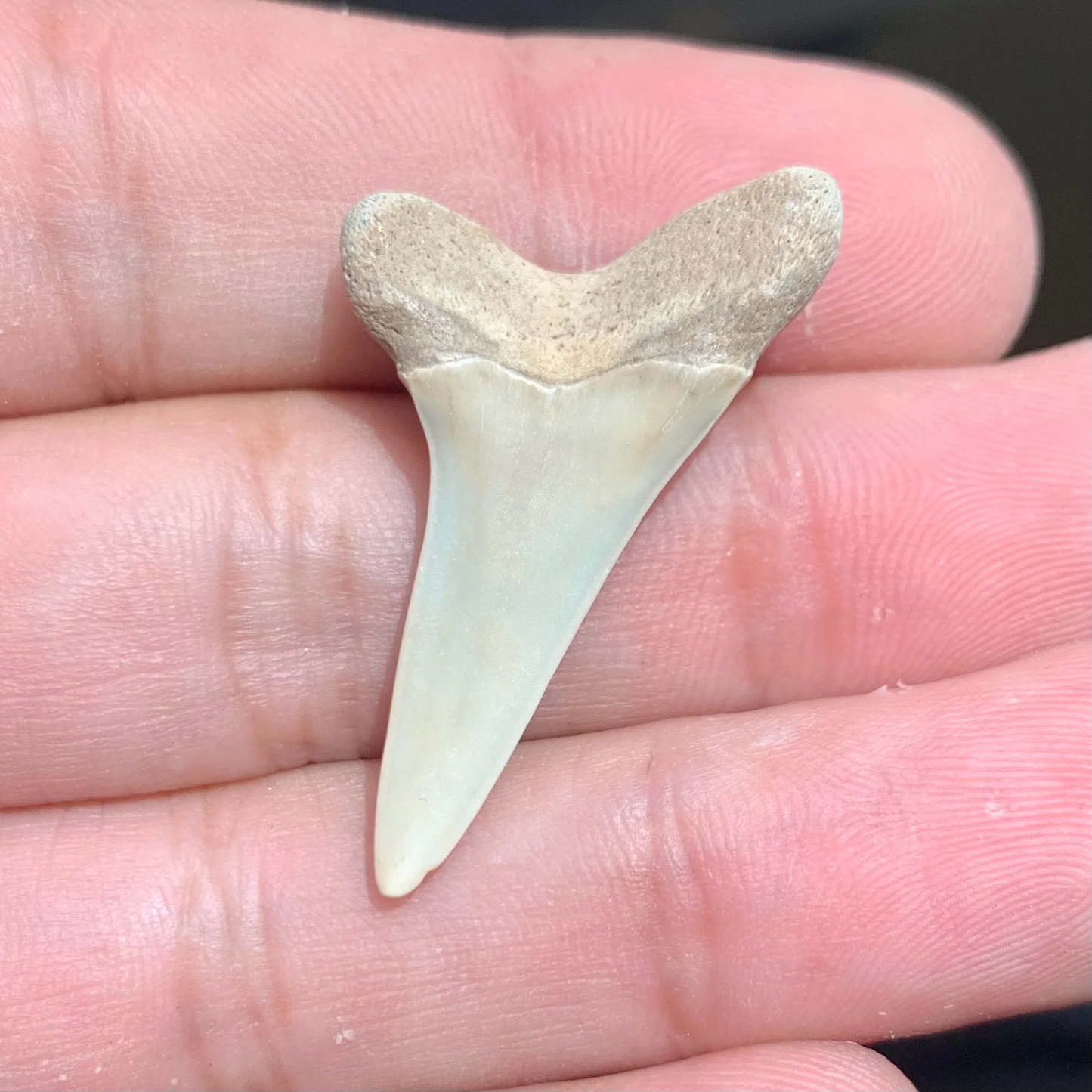 1.45” Isurus desori - Virginia