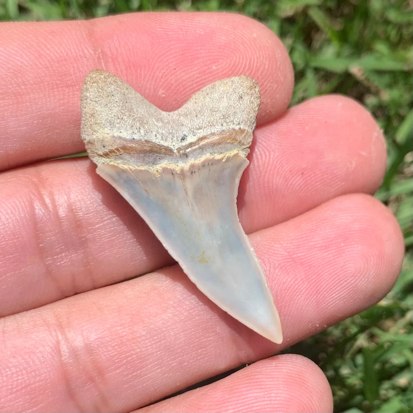 1.6" Carcharodon planus - Bakersfield