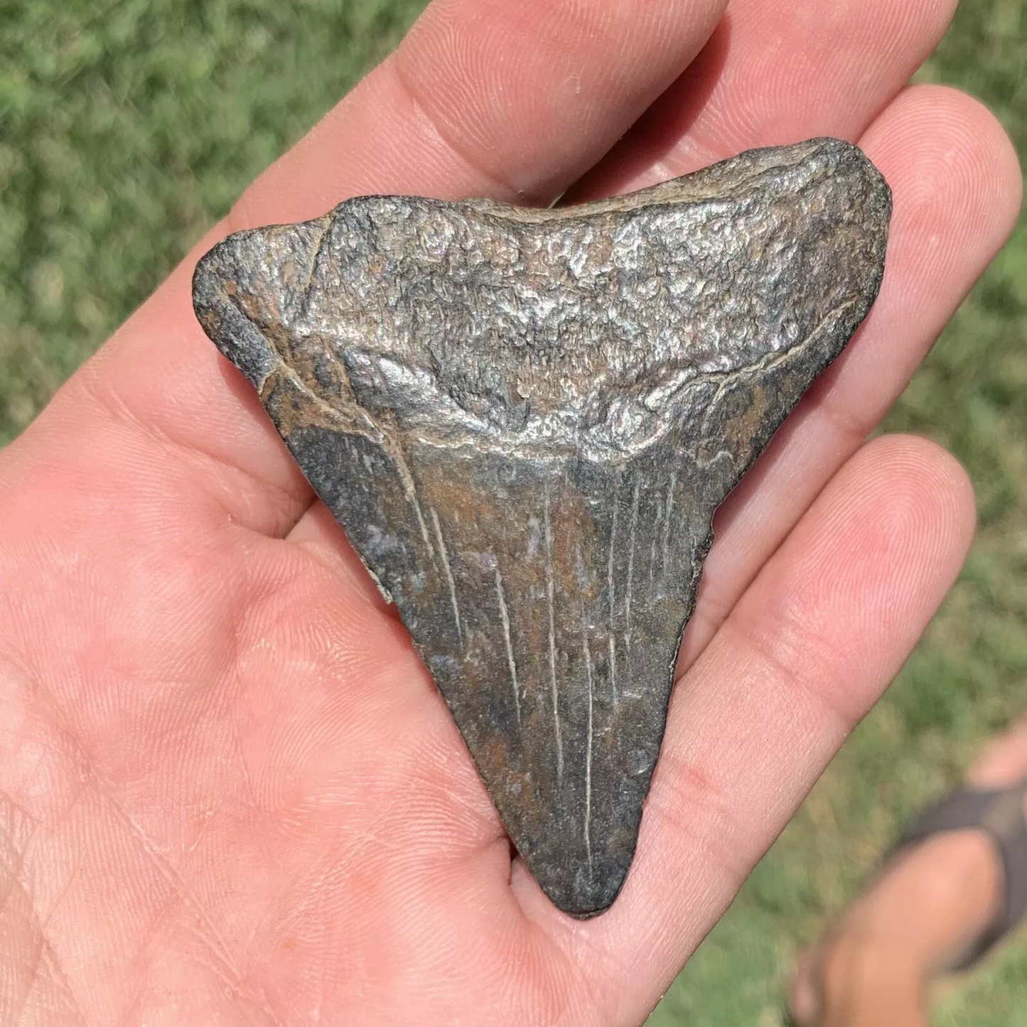 2.6" Otodus megalodon - Virginia