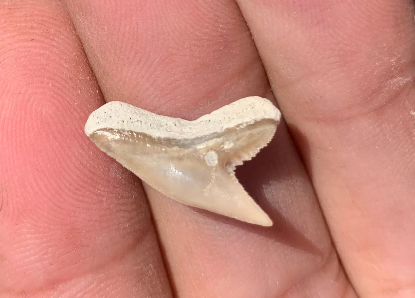 Physogaleus contortus - Lee Creek Mine