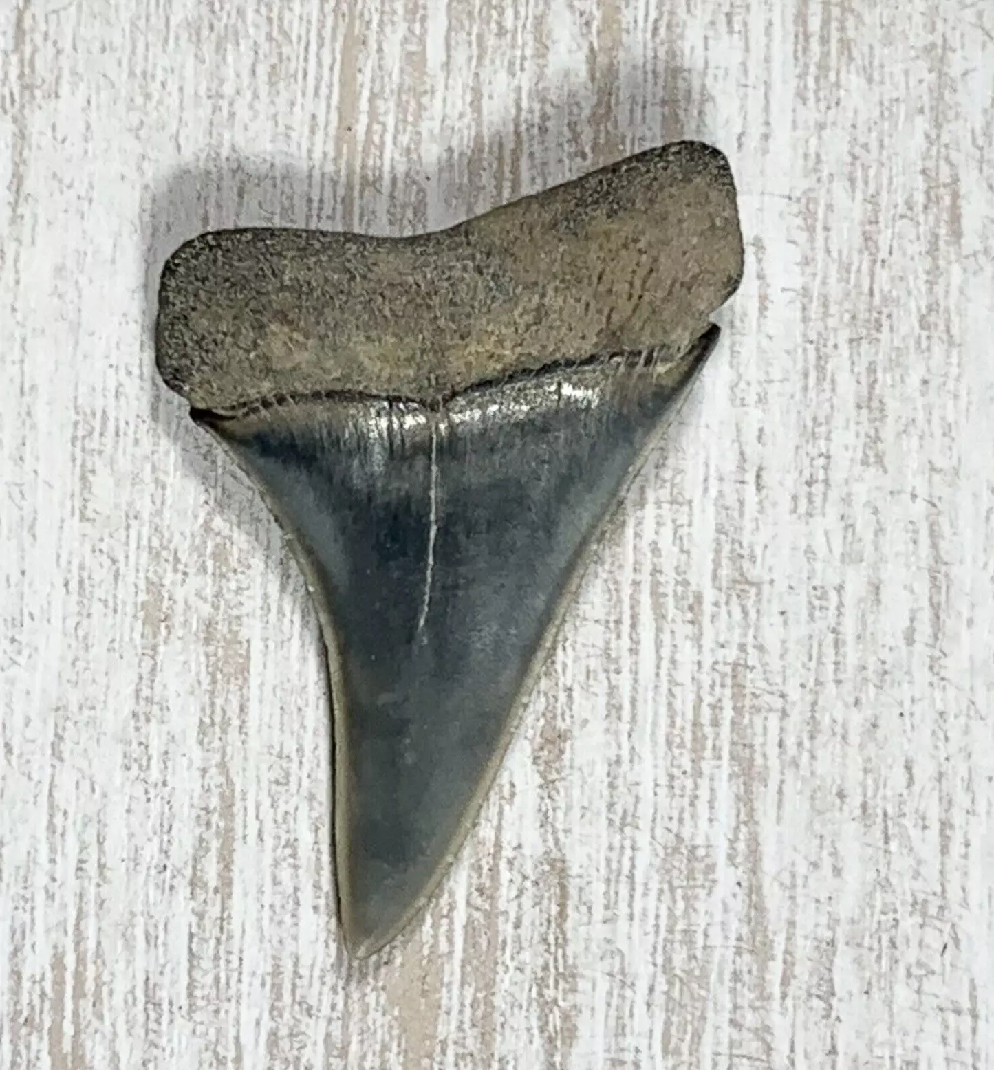1.7" Carcharodon hastalis - Virginia