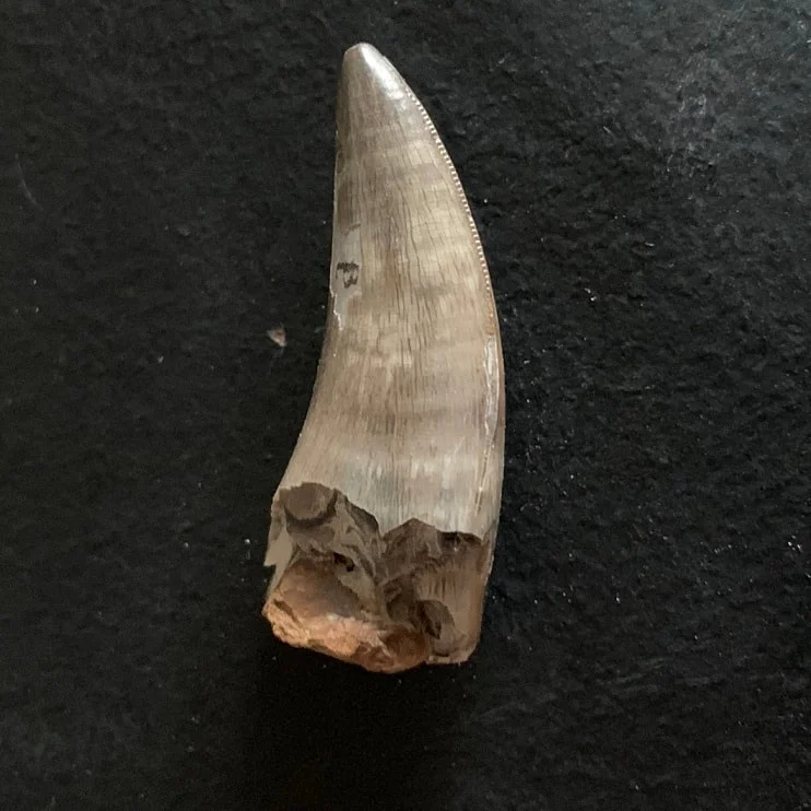 Sharp Serrated Nanotyrannus lancensis Tooth