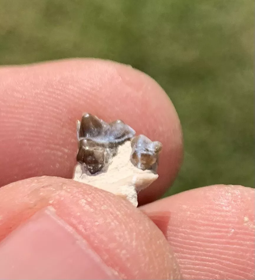 Fossil Dog Palate With Teeth, Hesperocyon, Nebraska