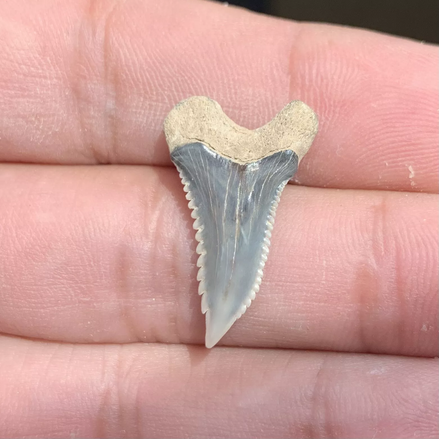 .96" Hemipristis serra - Virginia