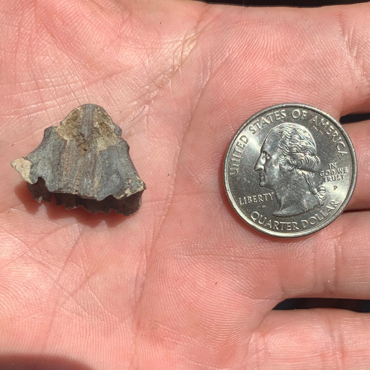 Bonita nose, Sarda Sp. - Lee Creek