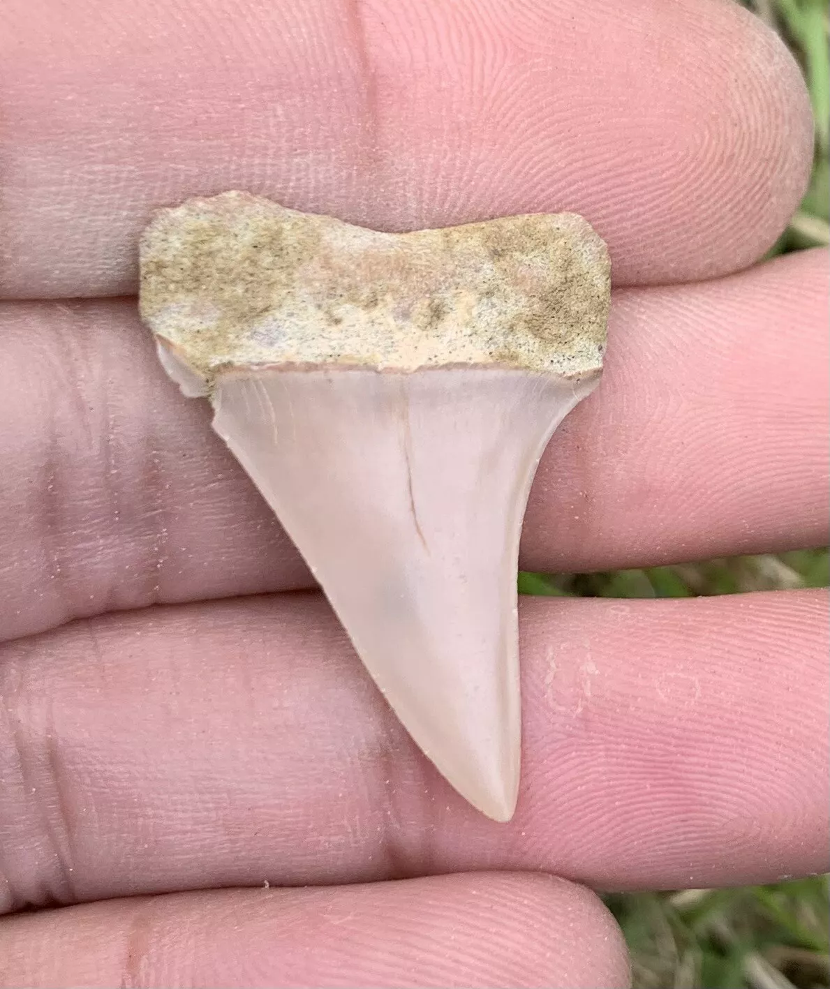 1.34” Carcharodon hastalis - Bakersfield