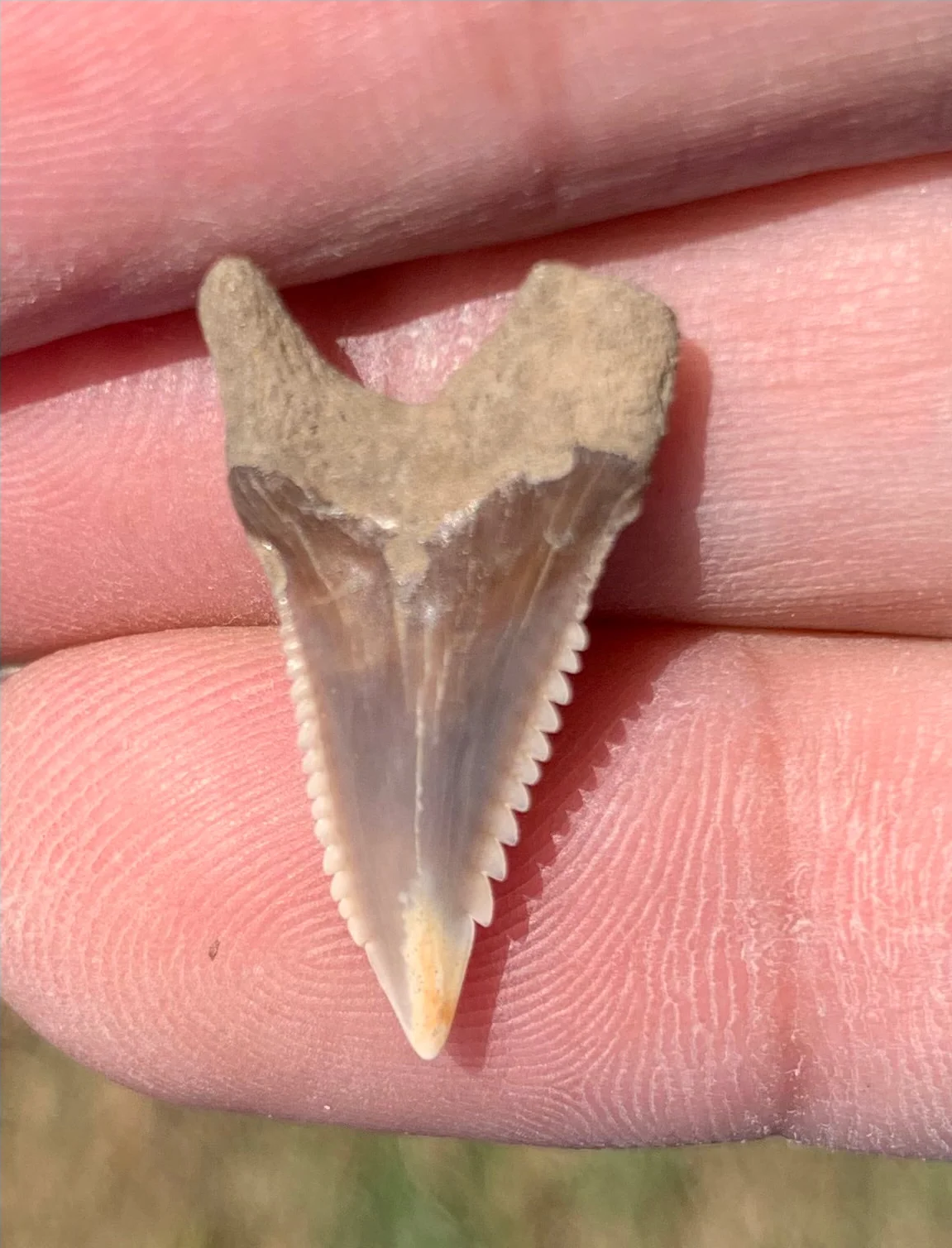 .93 Hemipristis serra Shark tooth - Virginia