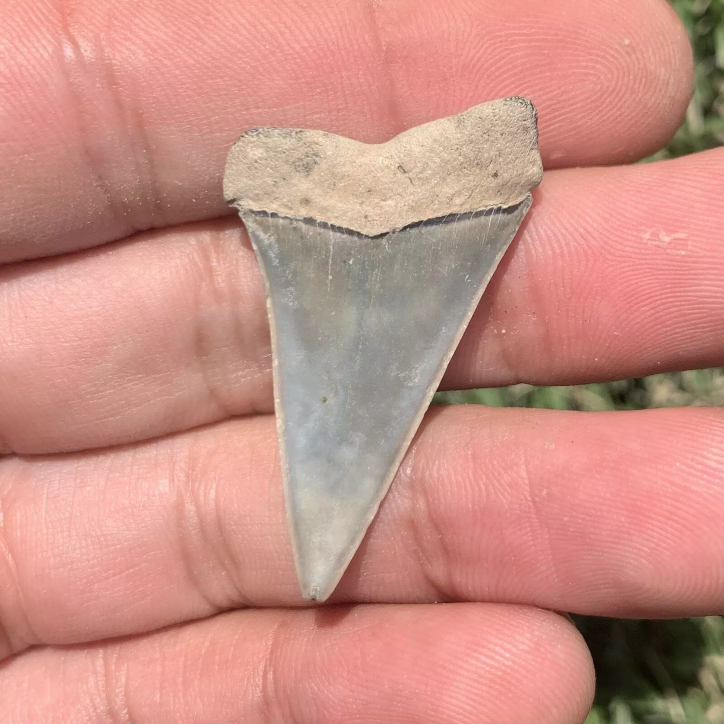 1.56” Carcharodon hastalis - Virginia