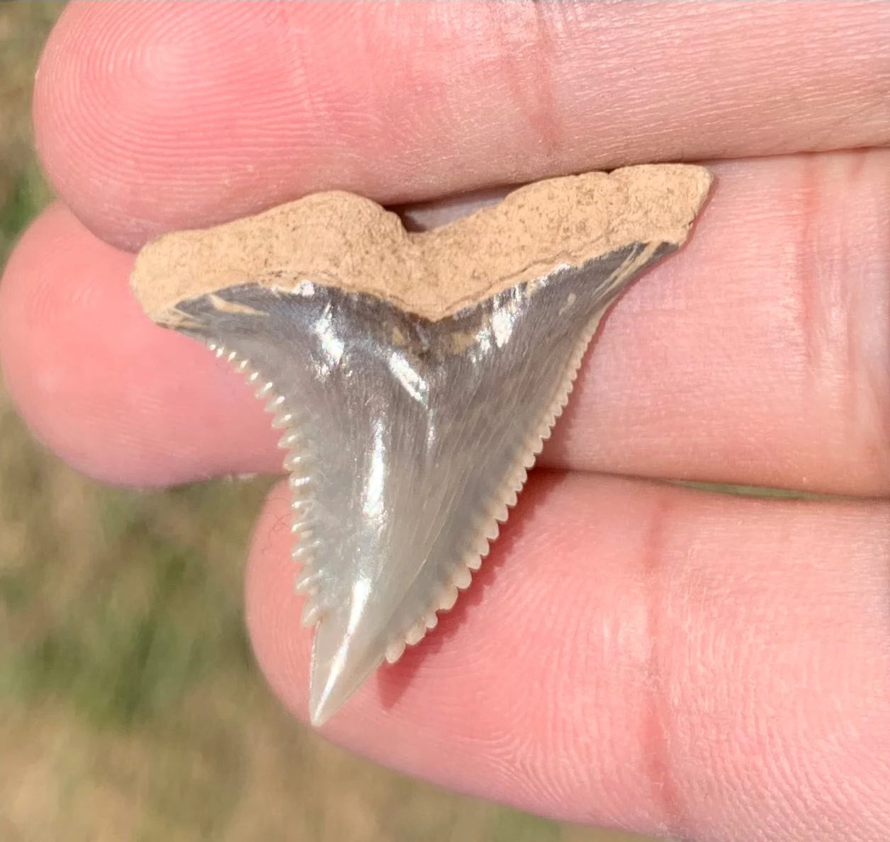 1.23” Hemipristis serra Shark tooth - Virginia
