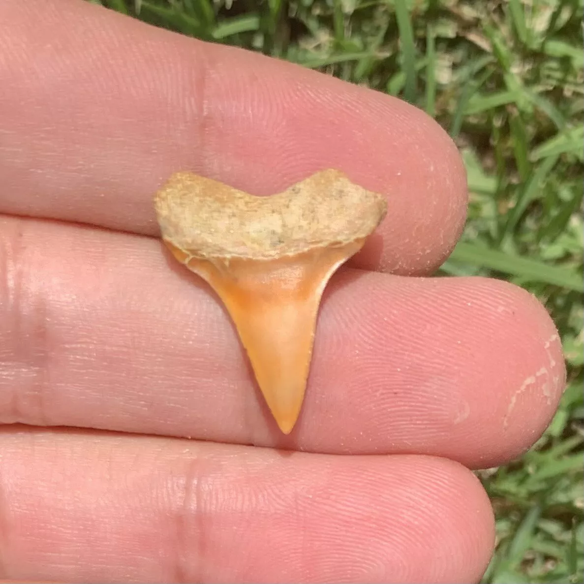 .9" Carcharodon hastalis - Bakersfield California