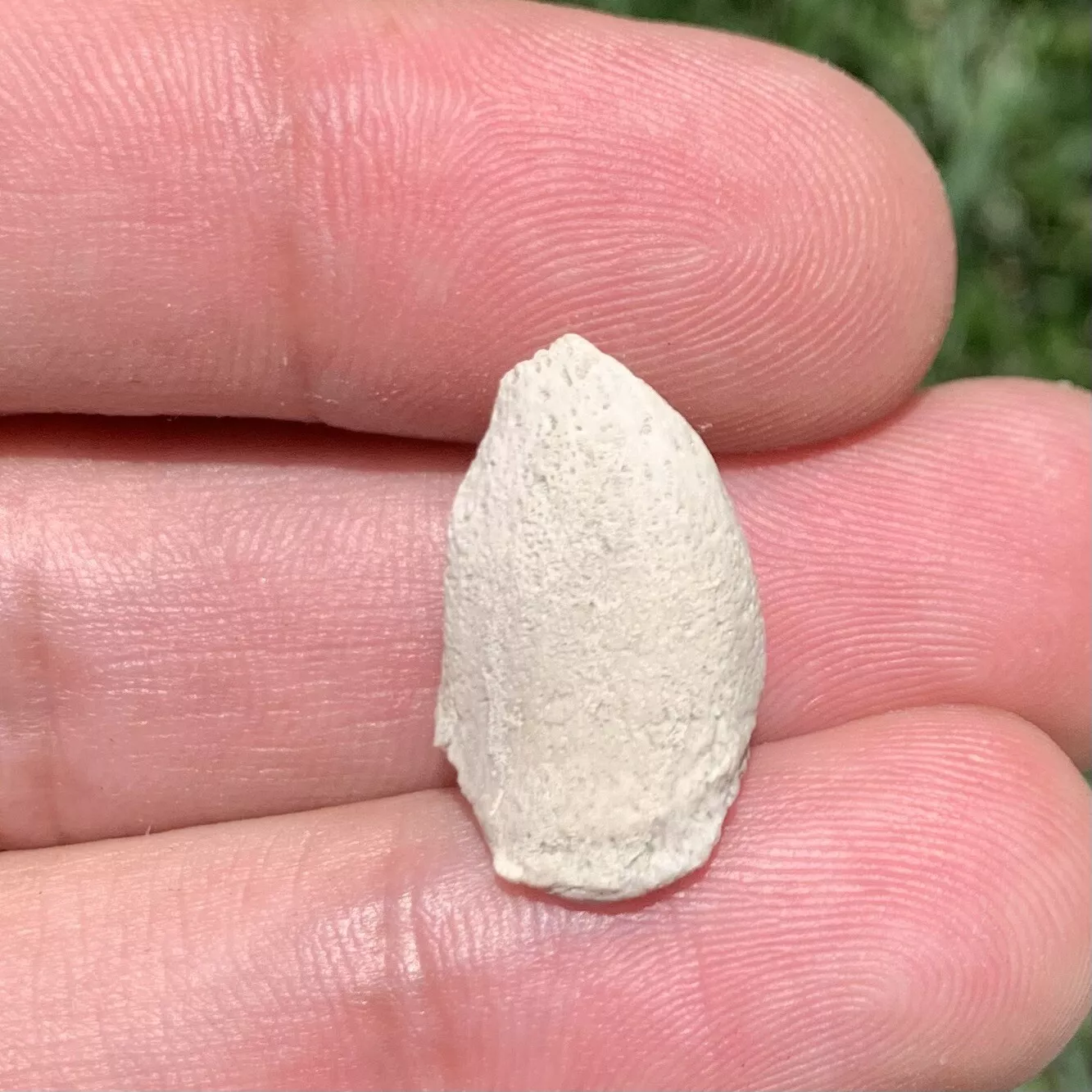 Tortoise Claw - White River Badlands