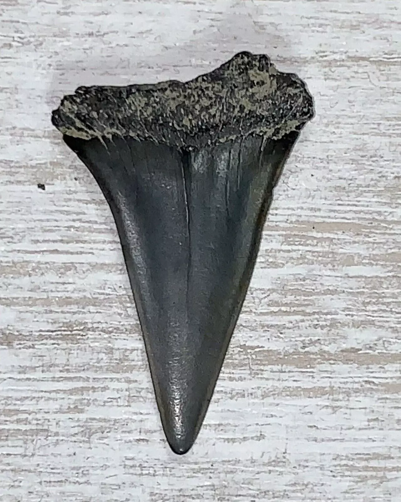 1.56" Carcharodon hastalis - Virginia