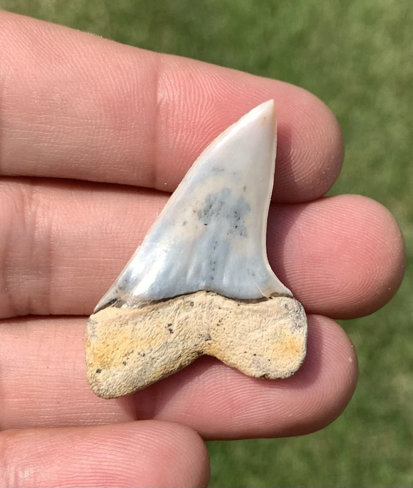 Fossil Carcharodon planus - Bakersfield California