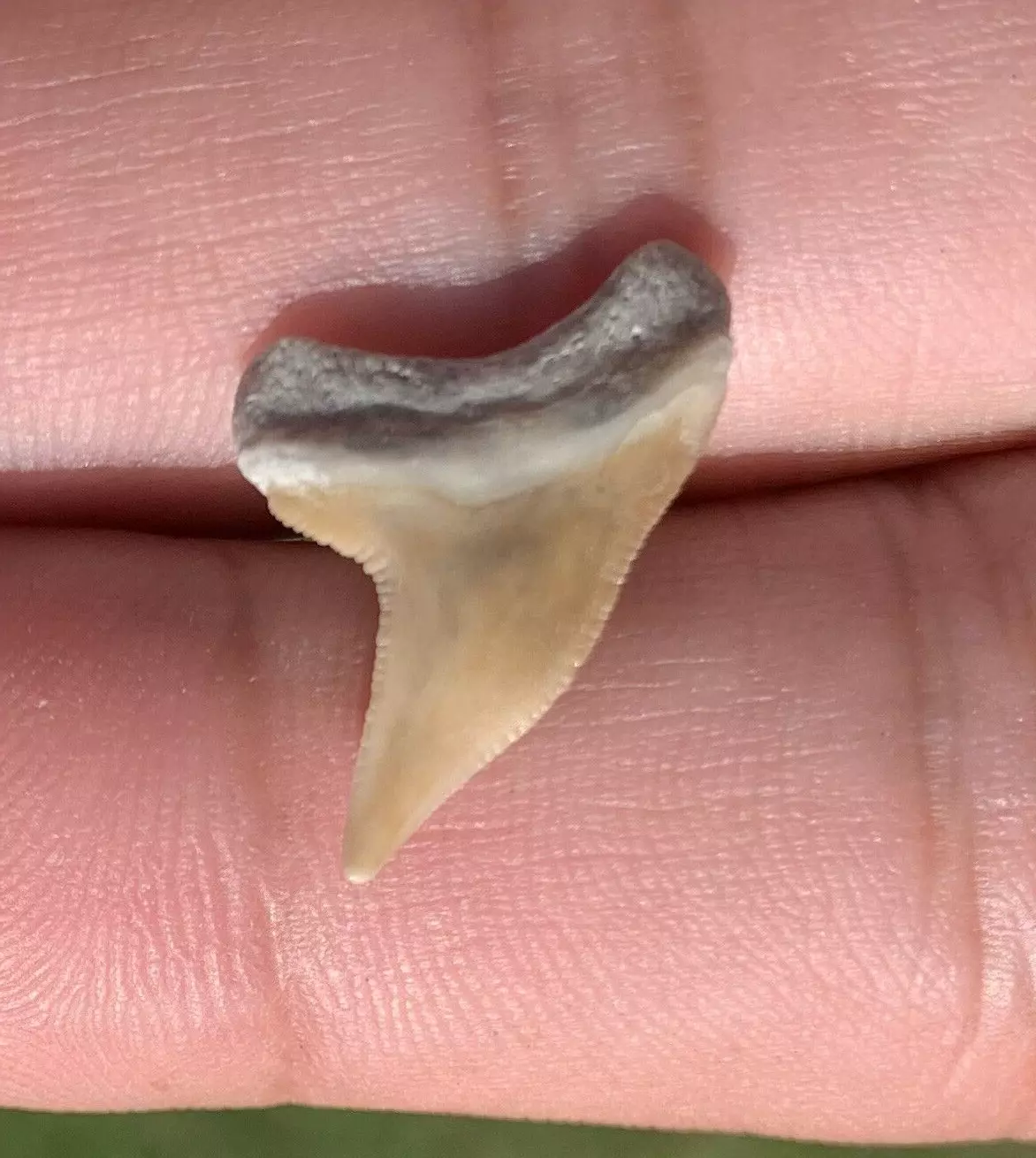 Physogaleus contortus - Lee Creek Mine