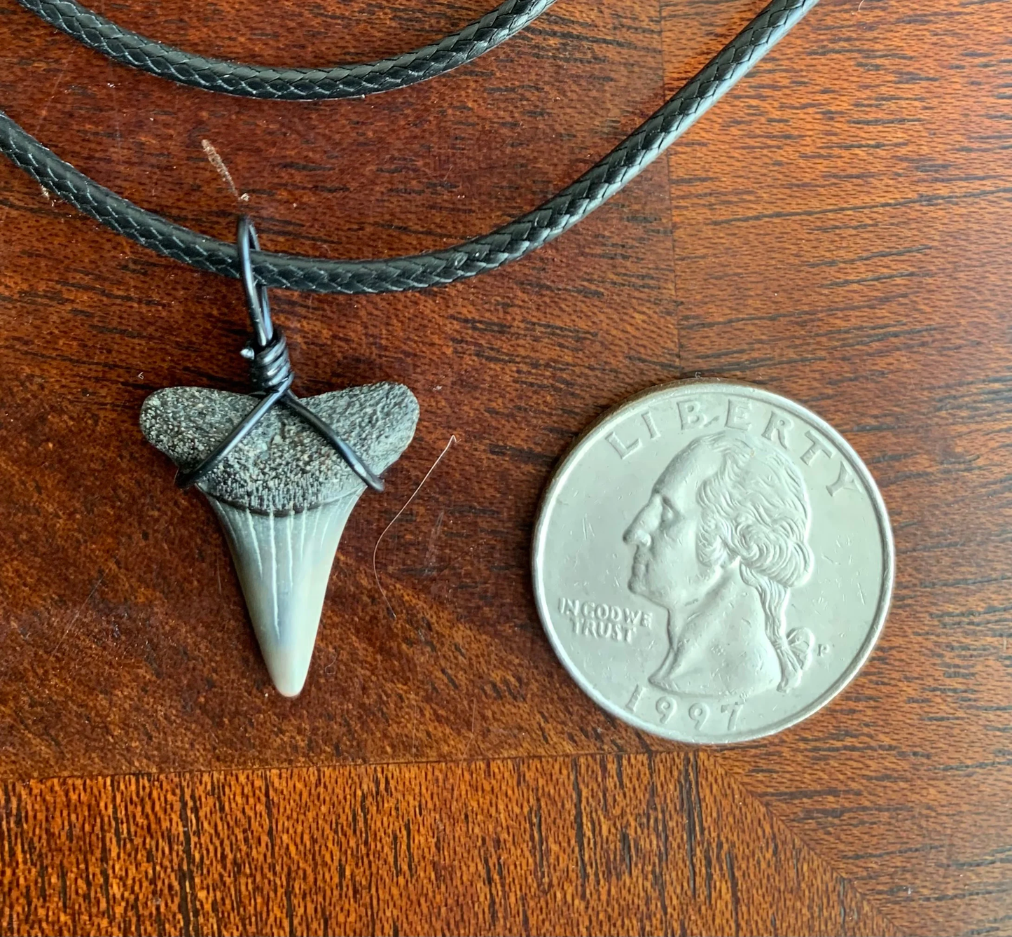 Carcharodon hastalis white shark tooth necklace
