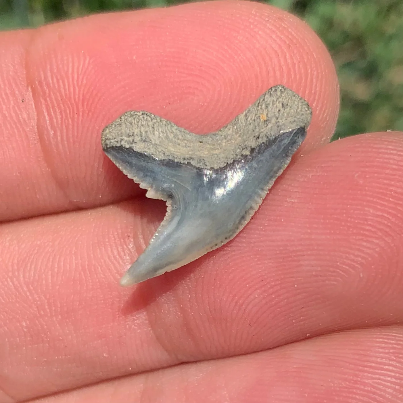 Physogaleus contortus - Virginia