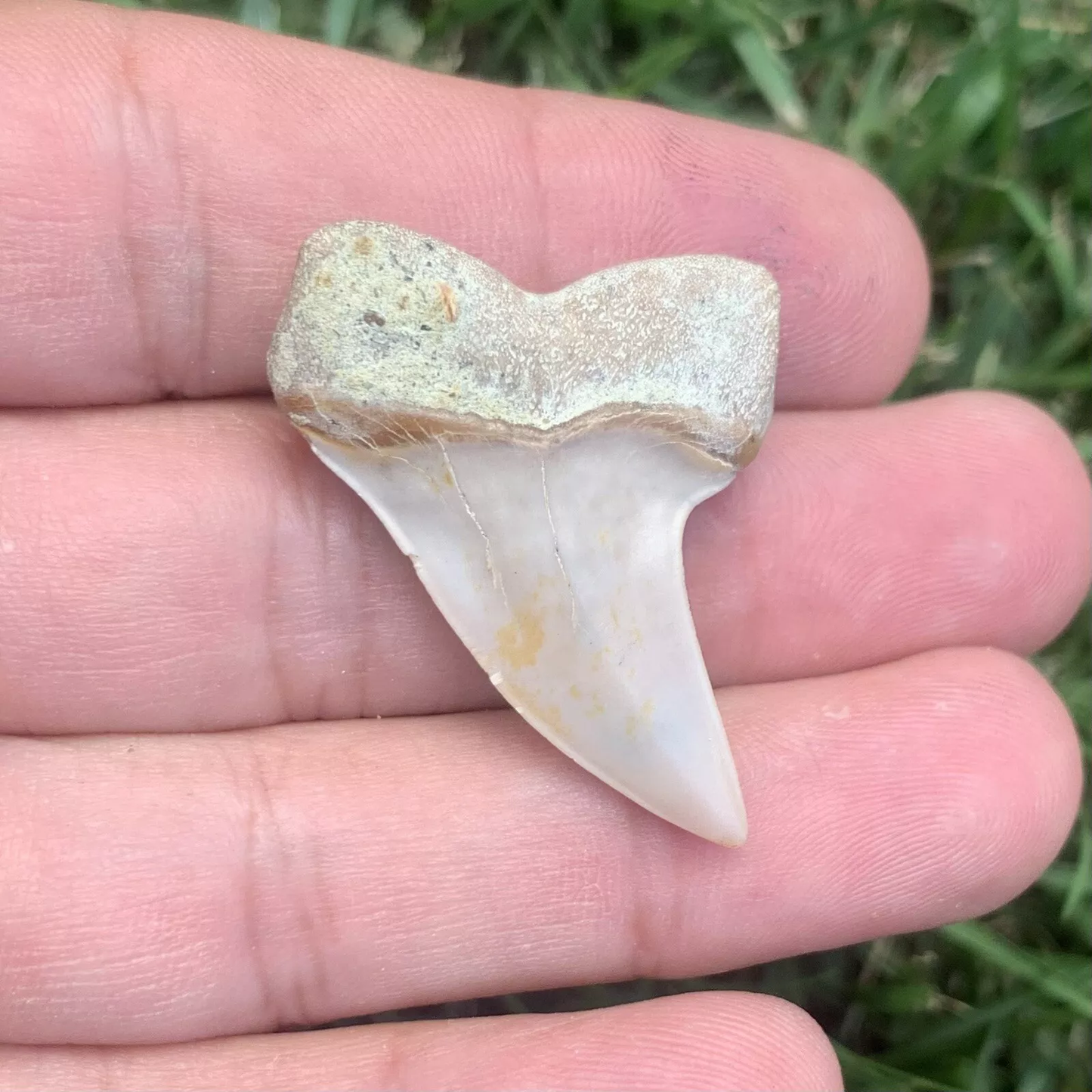 1.54" Carcharodon planus - Bakersfield California