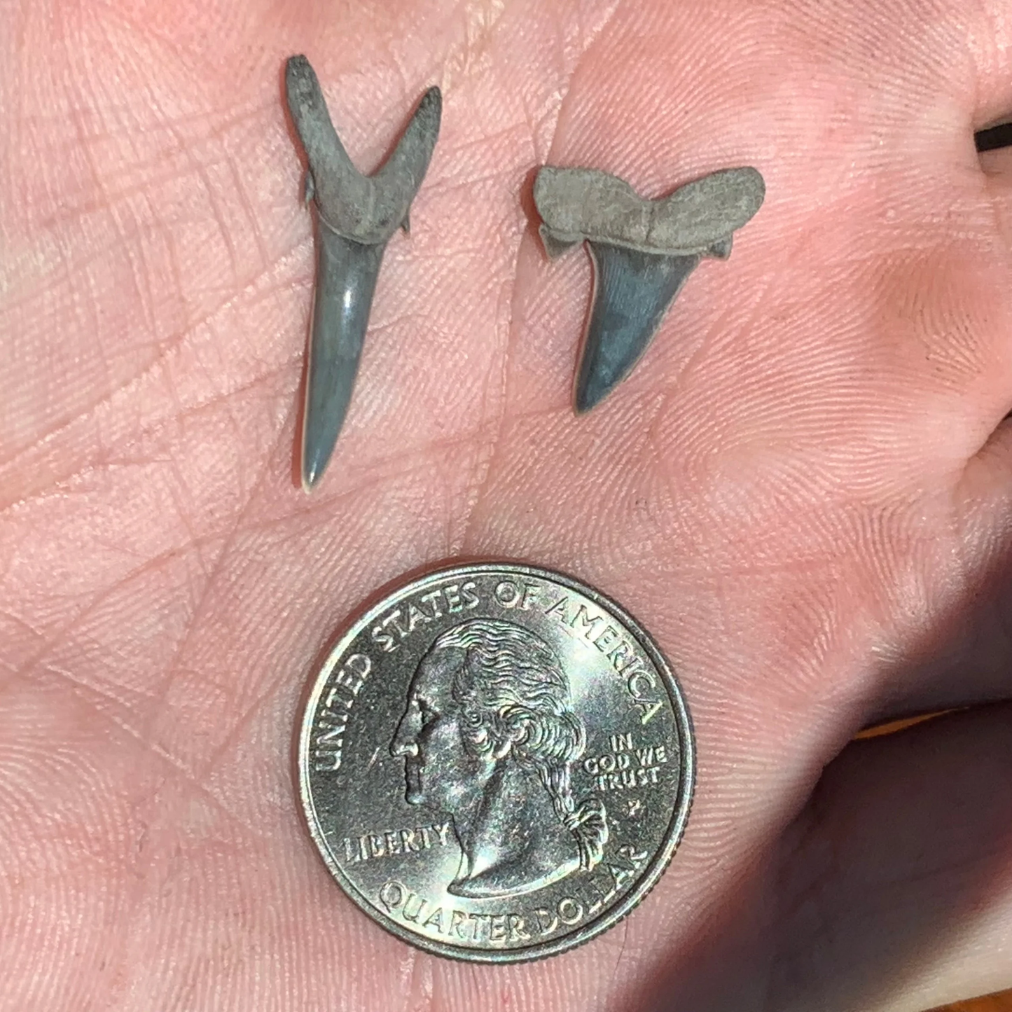 Striatolamia macrota - Muddy Creek