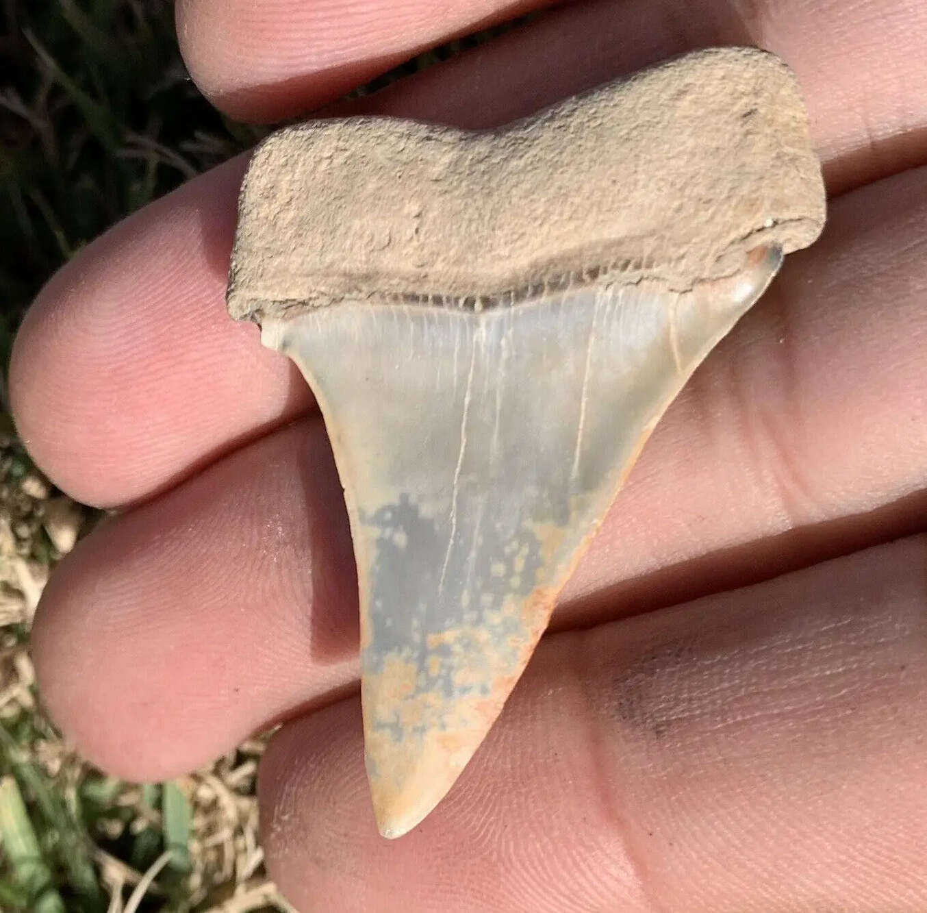 1.74” Carcharodon hastalis - Virginia