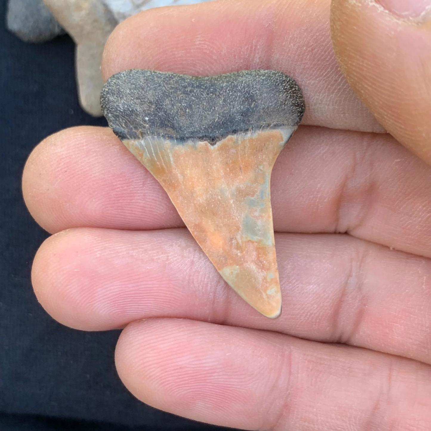1.63” Carcharodon hastalis - Virginia
