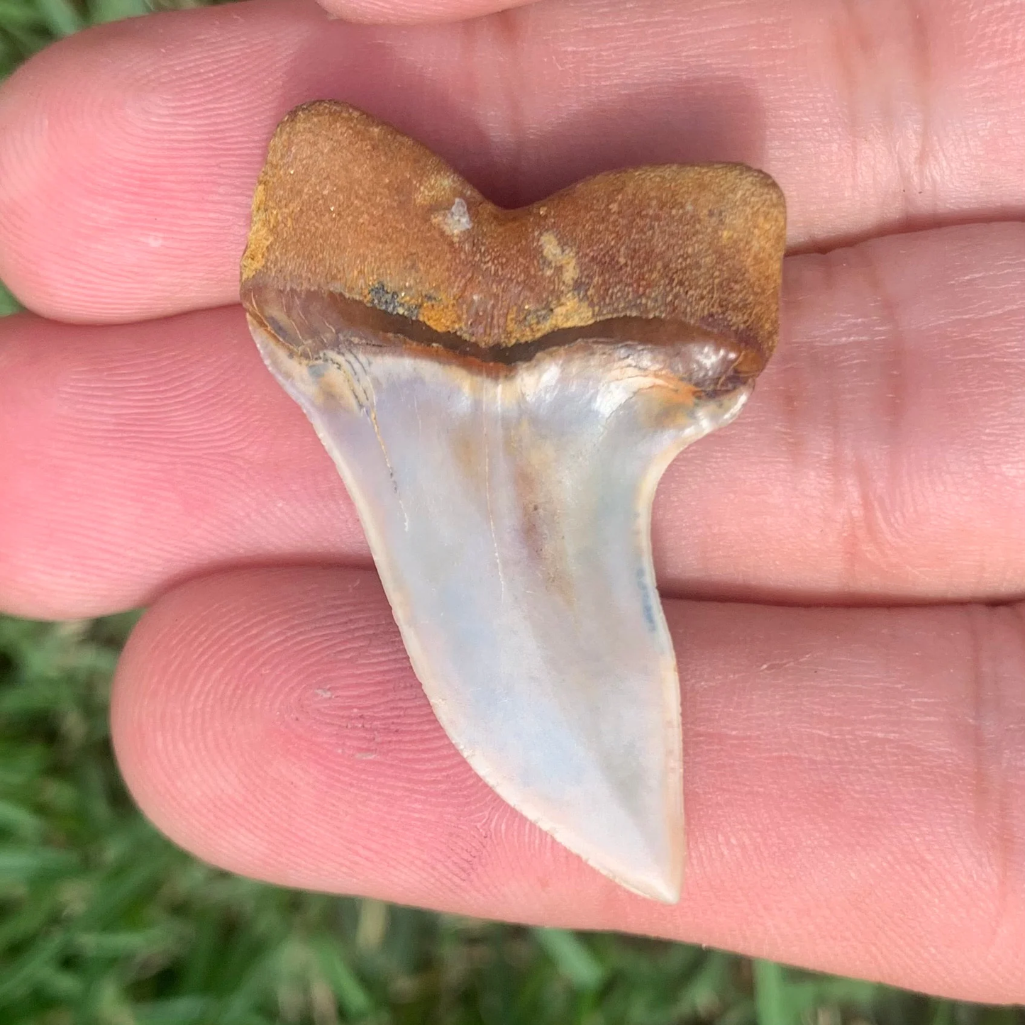 1.63" Carcharodon planus - Bakersfield