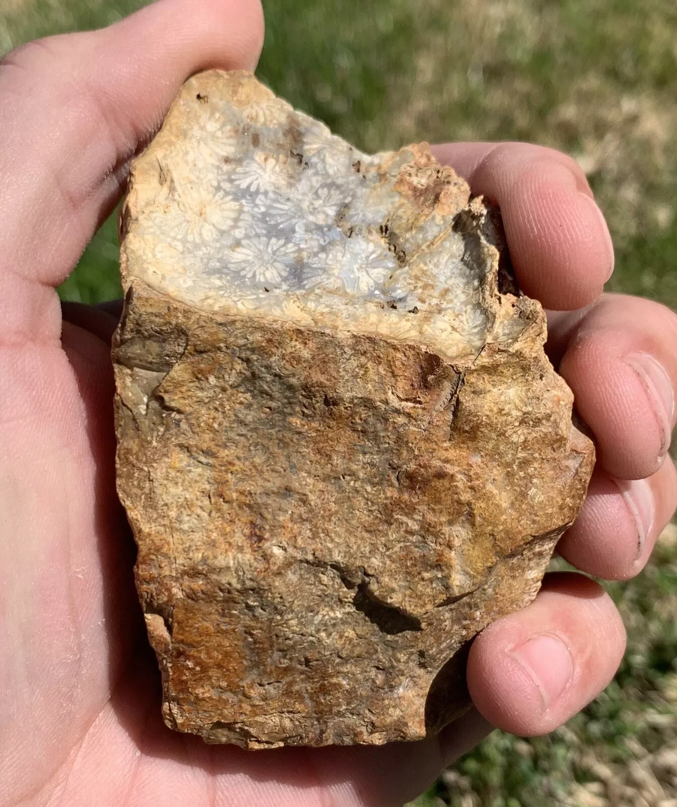 Polished Black Fossil Coral from Indonesia, Slab, Slice