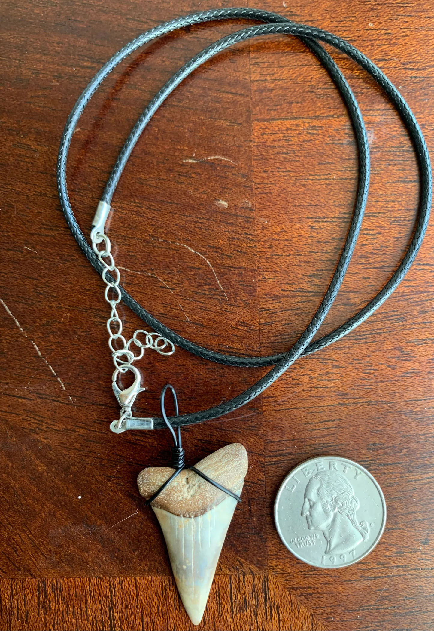 Carcharodon hastalis white shark tooth necklace