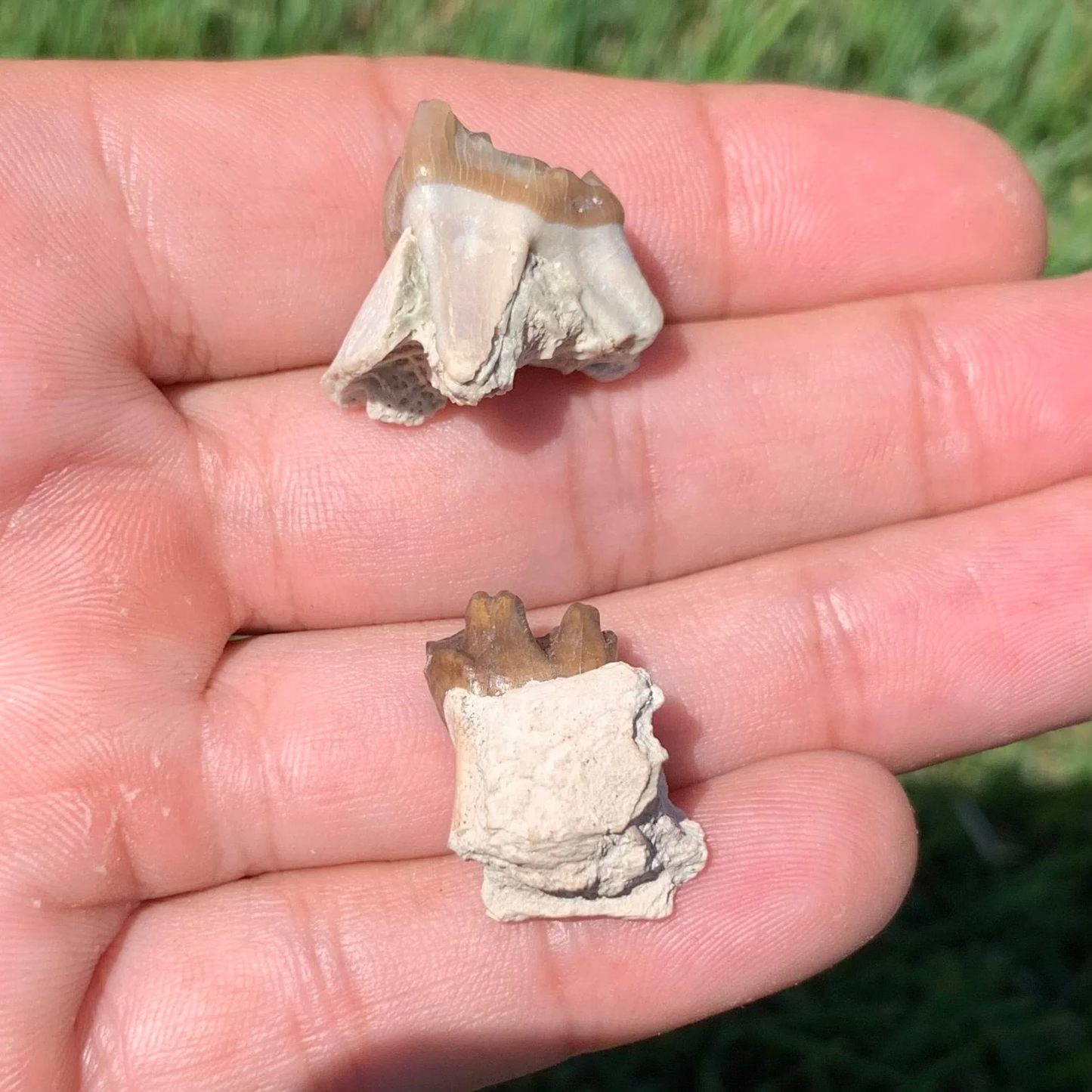 Fossil Horse Upper and Lower teeth, Mesohippus