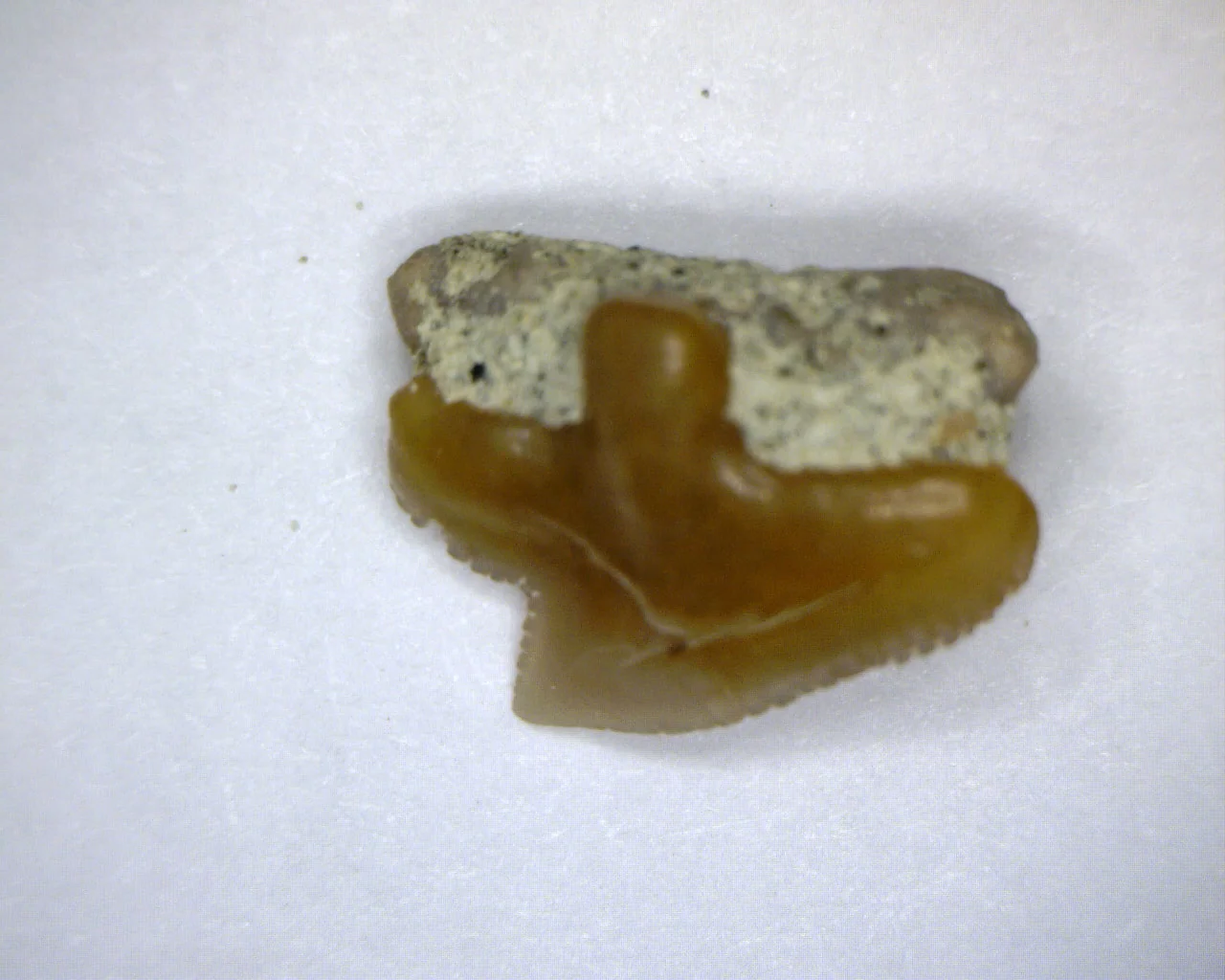 Squalus occidentalis - Bakersfield