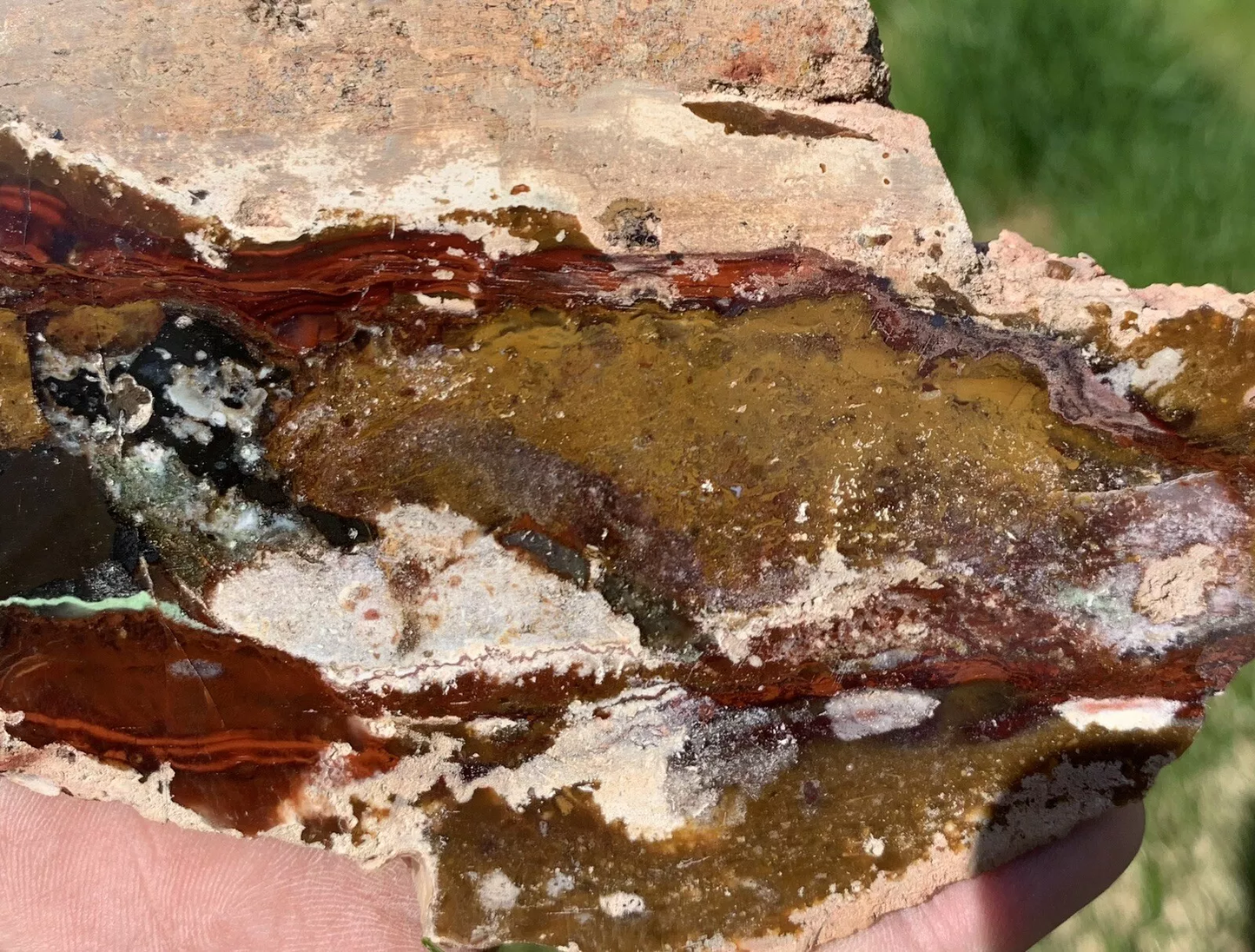 Polished Opalized Petrified Fossil Wood from Indonesia, Slab, Slice