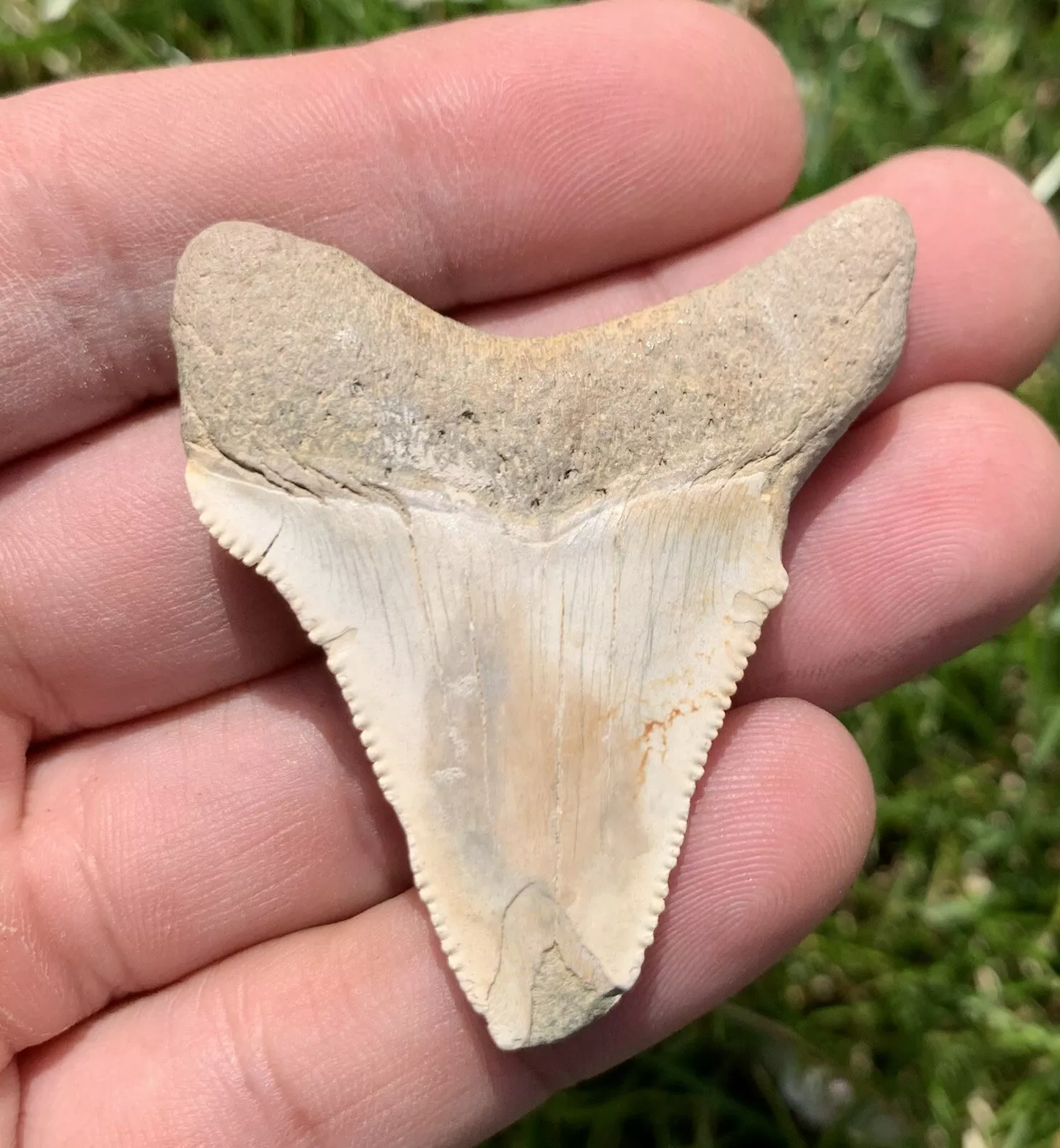 2.1” Otodus Megalodon - Virginia