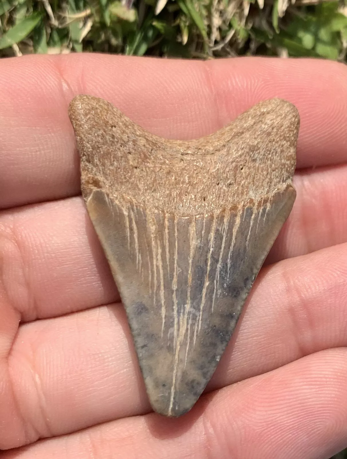 1.85” Otodus Megalodon - Virginia