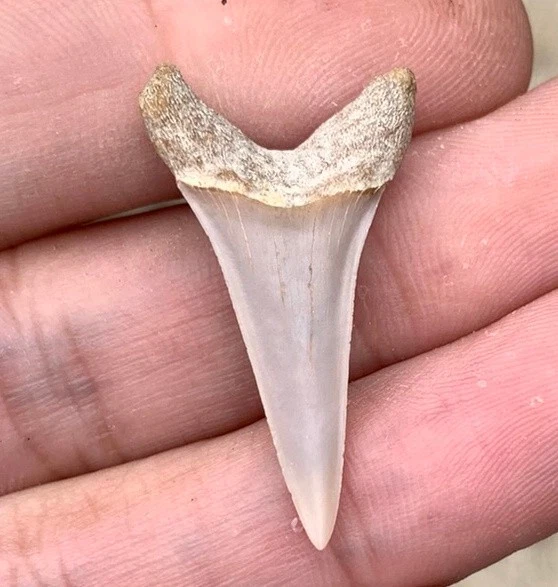 Fossil Carcharodon hastalis - Bakersfield California