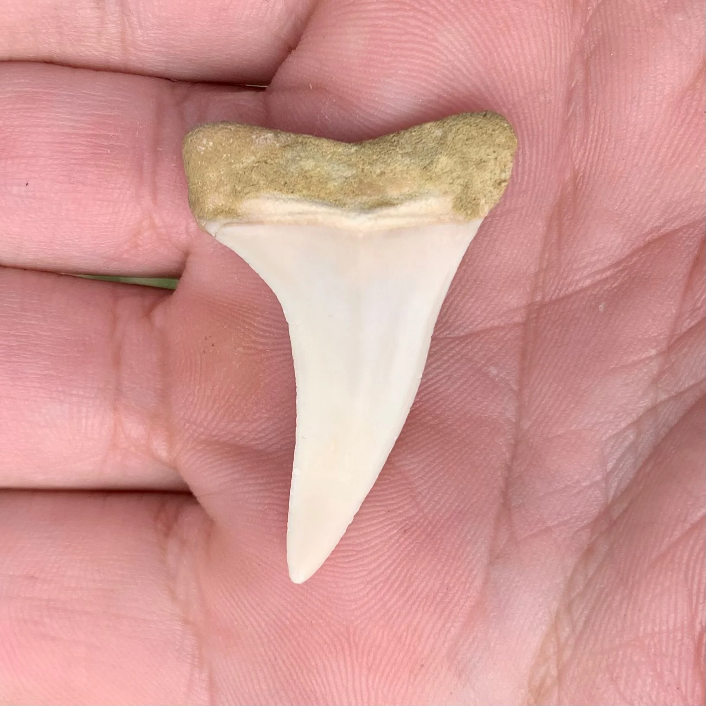 1.53” Carcharodon hastalis - Bakersfield