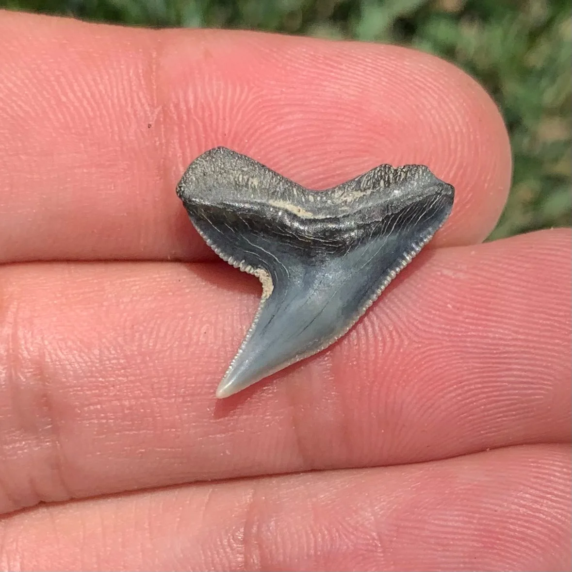 Physogaleus contortus - Virginia
