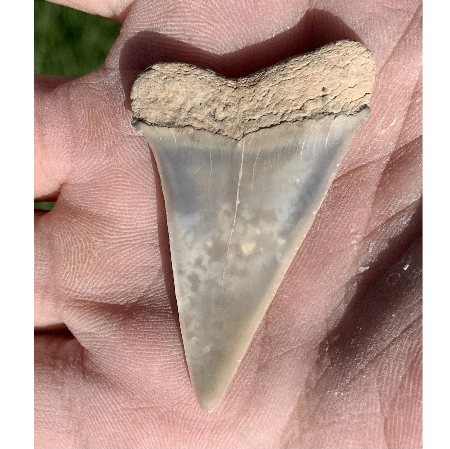 1.96” Carcharodon hastalis - Virginia