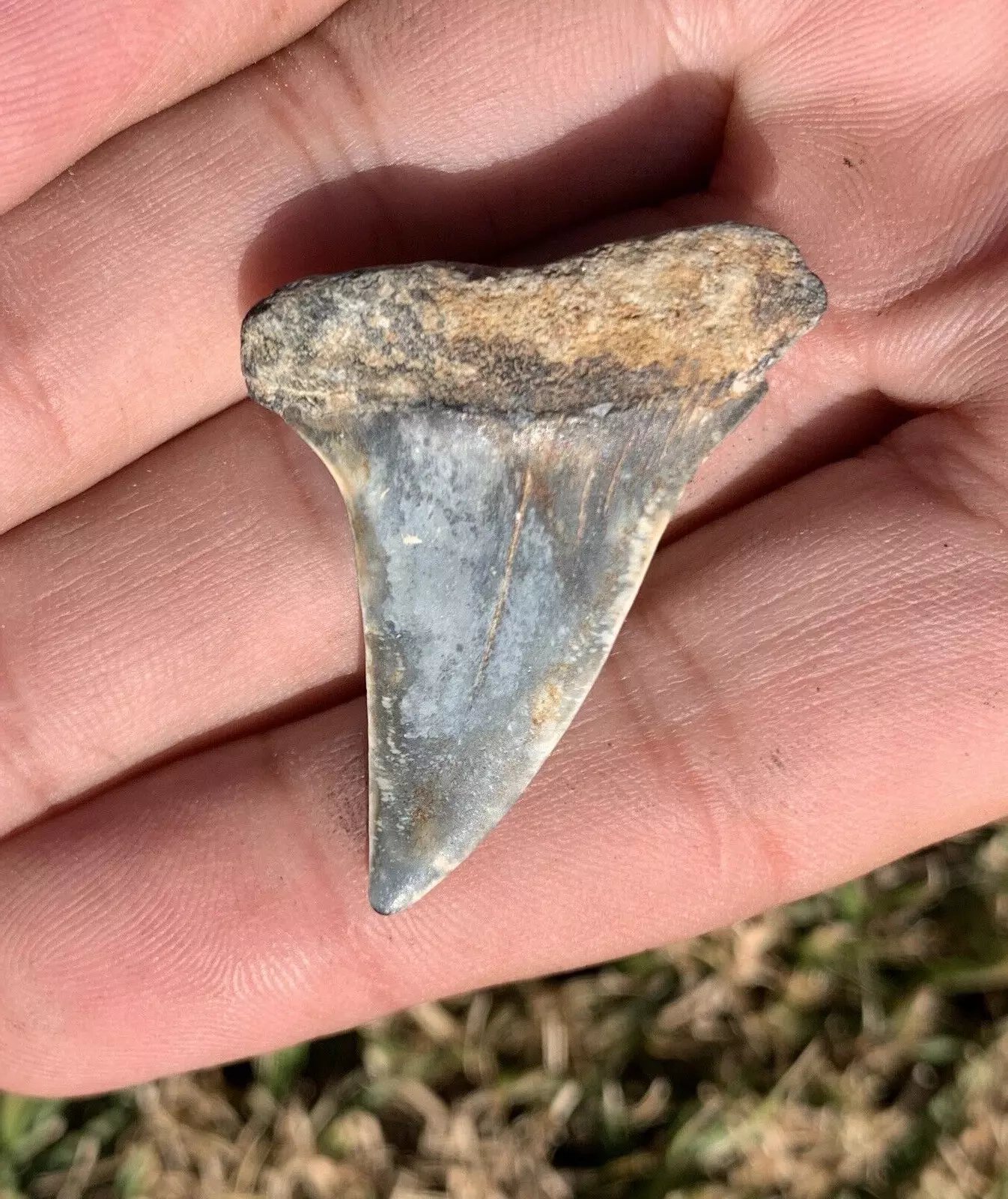 1.54” Carcharodon hastalis - Virginia