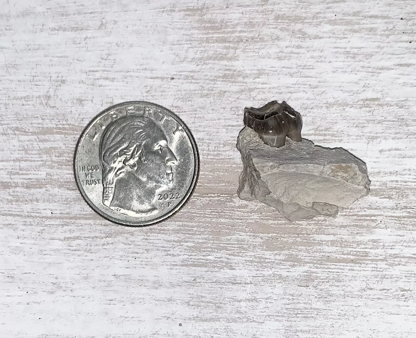 Fossil Oreodont Lower Jaw Section With Tooth