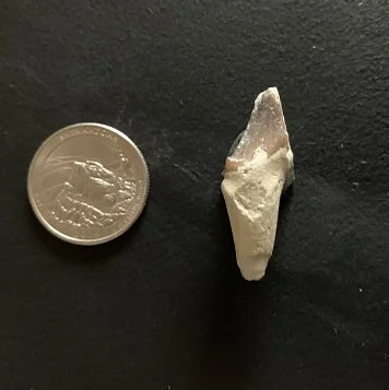 Archaeotherium Partial Premolar Tooth