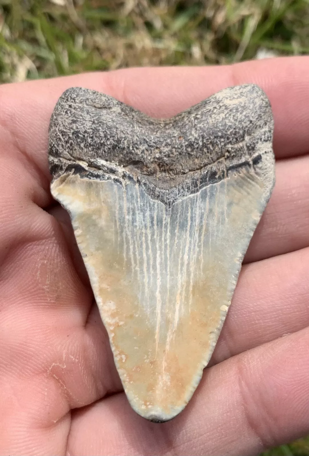 2.12” Otodus Megalodon - Virginia