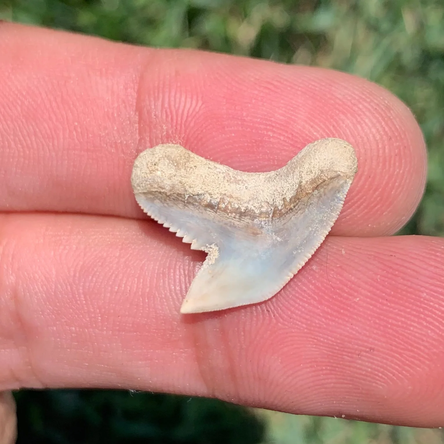 Galeocerdo aduncus tiger shark tooth - Virginia