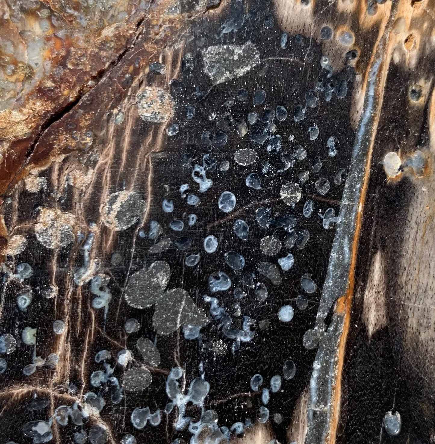Polished Petrified Fossil Worm Wood from Indonesia, Slab, Slice