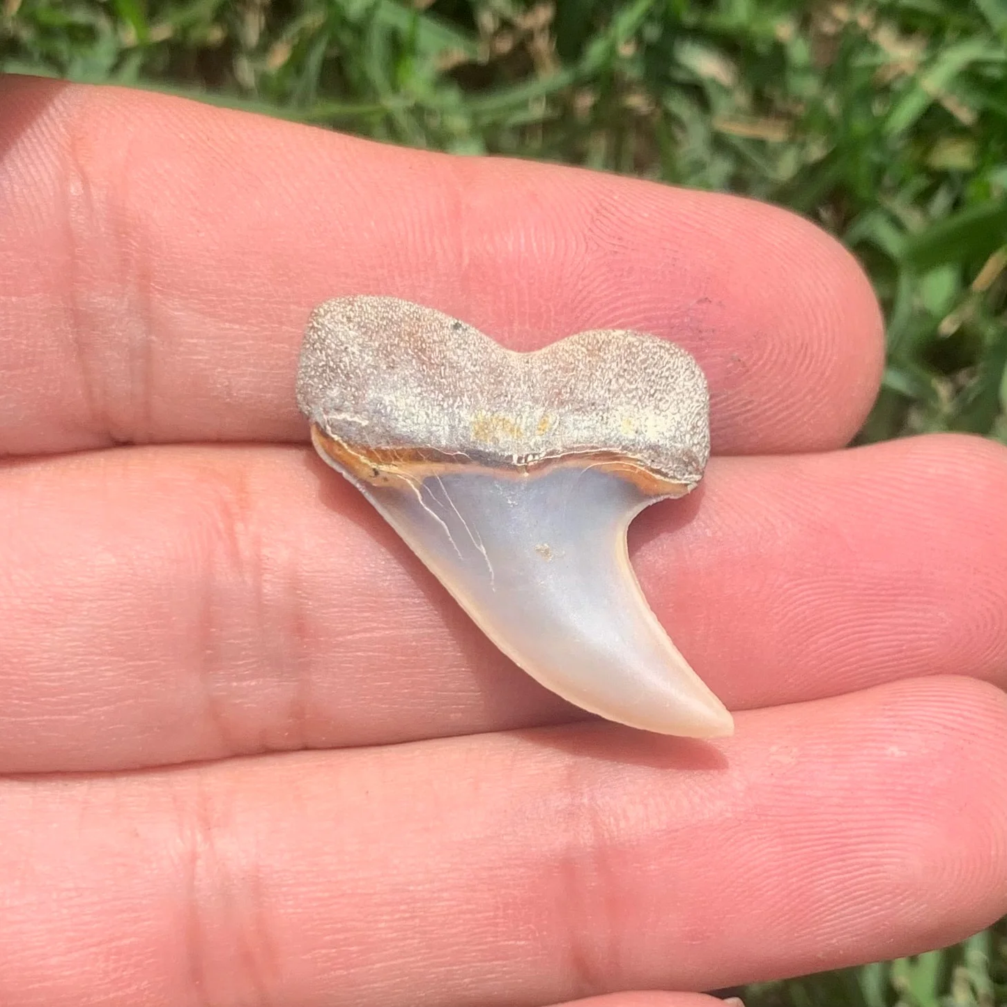 1.26" Carcharodon planus - Bakersfield