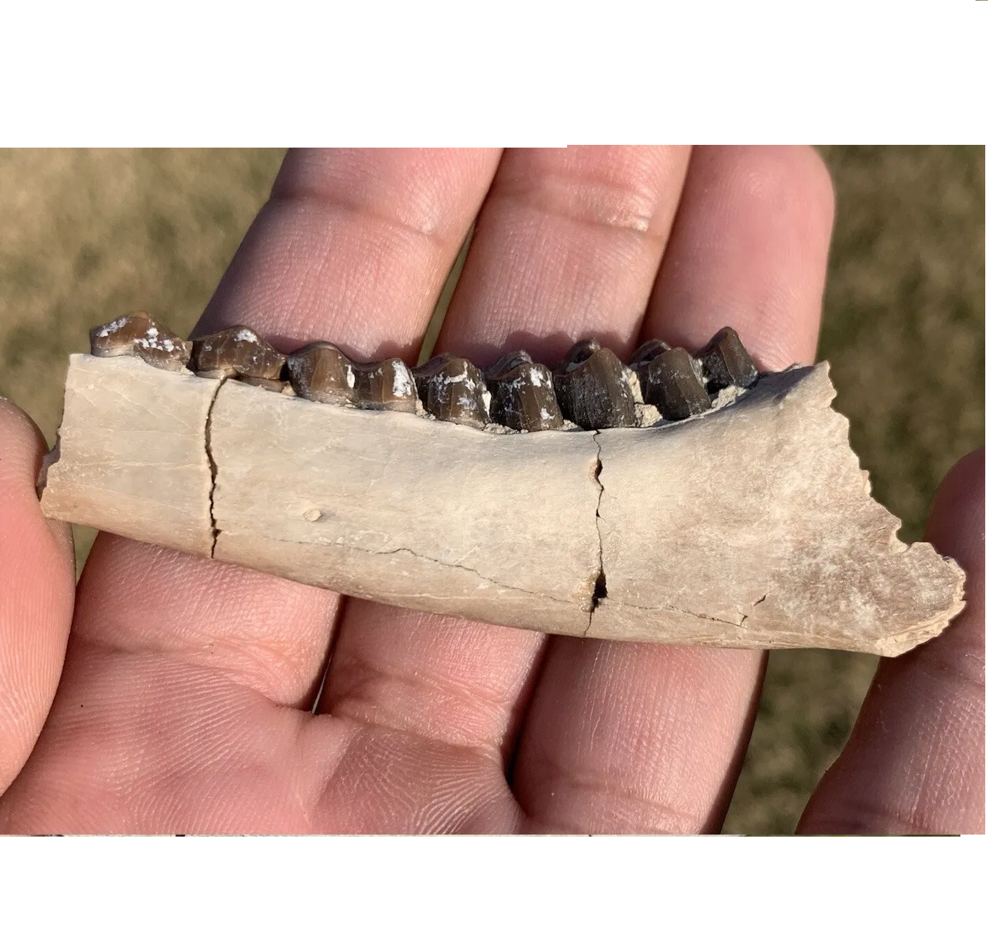 Nice camel jaw, Poebrotherium, Eocene, Chadron Formation Nebraska