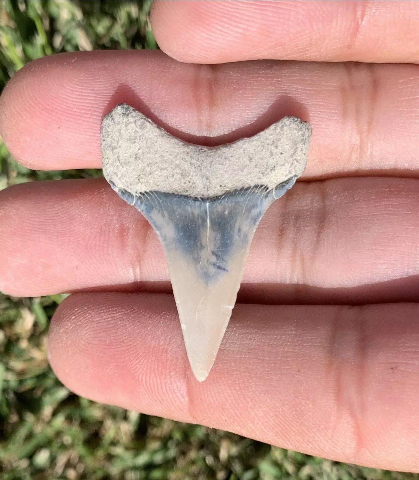 1.42” Carcharodon hastalis - Lee Creek Mine